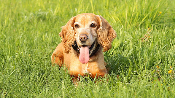 English Cocker Spaniel