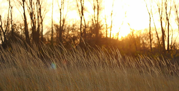 Autumn Yellow Dry Stalks And Sunset