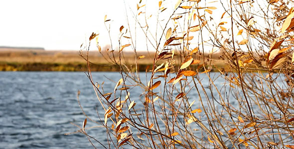 Autumn Yellow Faded Leaves And Lake 2