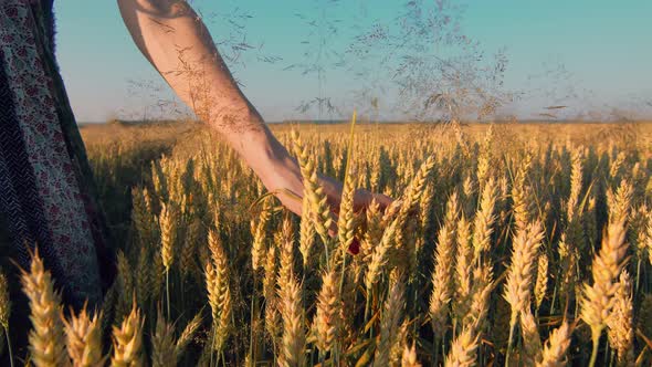 Close-up Woman's Hand Touching Ears of Wheat Field While Moving. A Woman Gently Touches the Golden