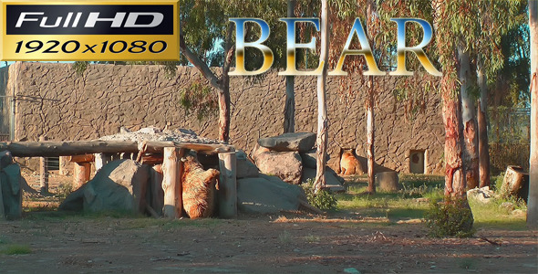 Bear in the Zoo Park - Nature FULL HD