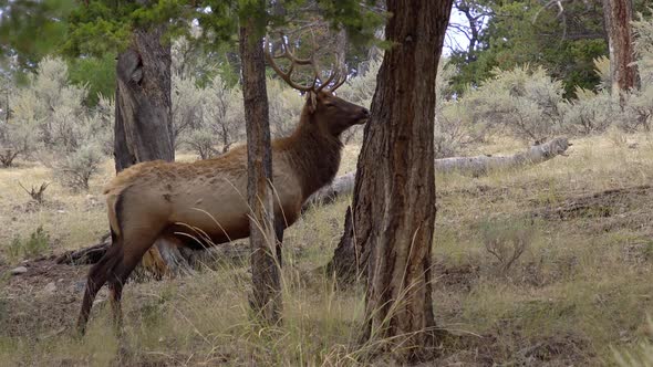 Bull Elk standing in forest looking around