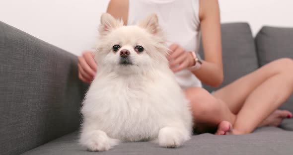 Pet owner play with Pomeranian dog at home