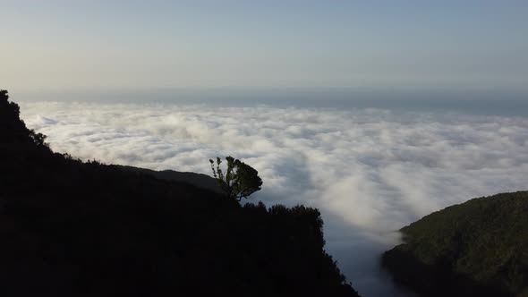 The most incredible sunset above the clouds in the mystical forest of Fanal, Madeira. Shot on DJI Mi