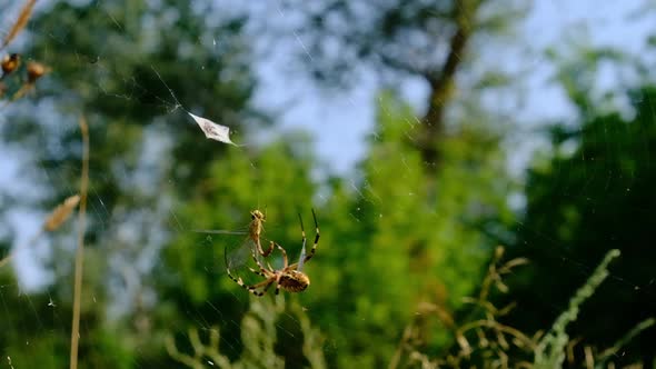 Spider Catches a Dragonfly in a Web and Wraps It in Cocoon Slow Motion