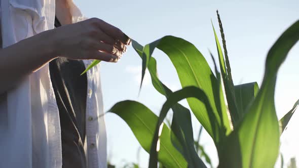 A Farmer Inspects Corn Plants In His Field. Young Farmer Woman Standing In A Corn Field Examining