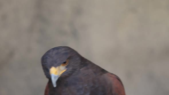 Harris Hawk Closeup Portrait Carnivore Bird
