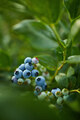 Blueberry bush on sunset, organic ripe with succulent berries, just ready to pick - PhotoDune Item for Sale