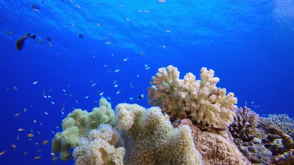 Underwater Coral Reef Marine