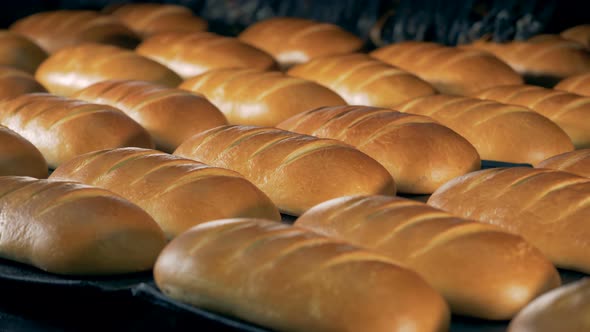 White Bread on a Tray. Baked Bread on a Tray at a Plant