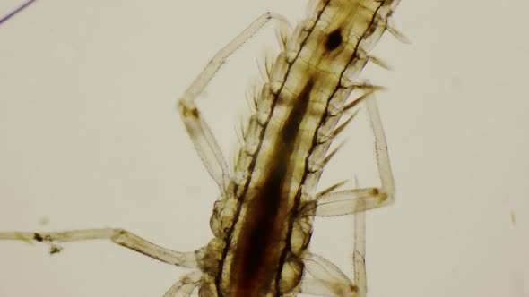 Mayfly Nymph Dorsal View Under The Microscope