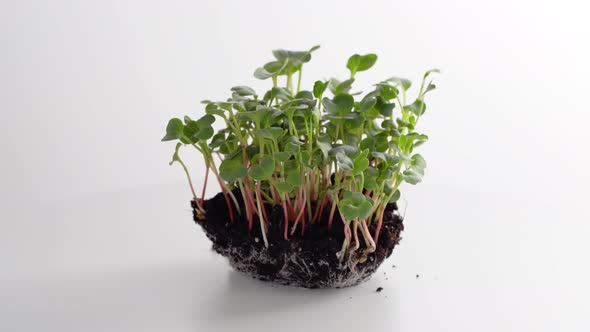 Young radish microgreen sprouts growing on an earth lump