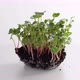 Young radish microgreen sprouts growing on an earth lump - VideoHive Item for Sale
