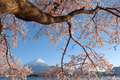 Mt. Fuji from Kawaguchi Lake, Japan in Spring Season with Cherry Blossoms - PhotoDune Item for Sale
