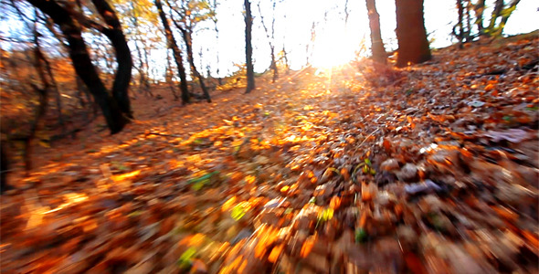 Autumn Forest