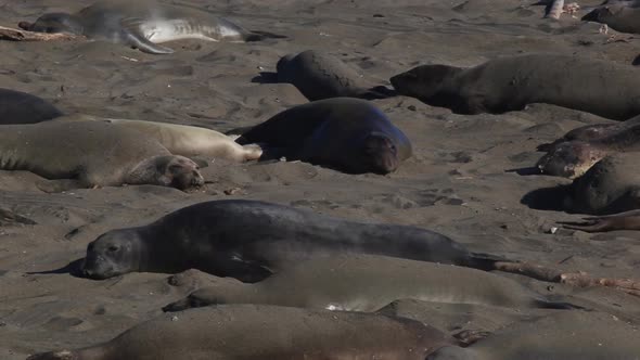 Elephant Seals Resting And Sleeping On The Beach Sand At San Simeon, Big Sur, California. - static