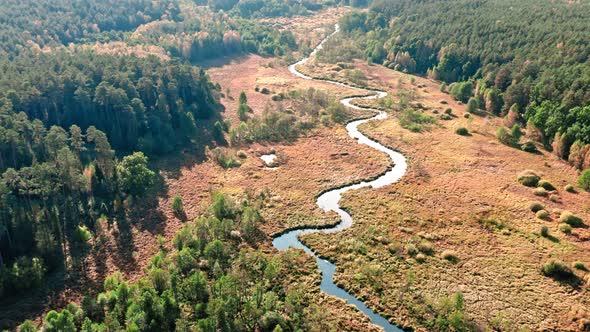 Curvy river and swamps. Aerial view of wildlife in Poland