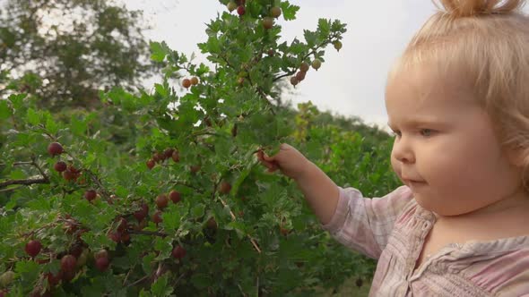 Little Cute Girl Eats Juicy Gooseberries From the Bush