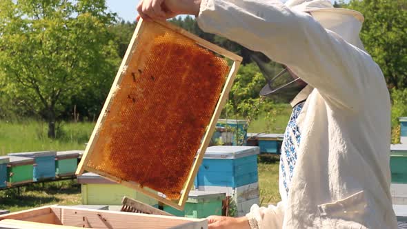 beekeeper works on an apiary, an open beehive. The bees collect honey. Frames of a bee hive.