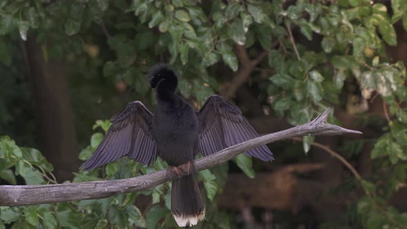 Close up of a black american darter drying its wings wide open while resting on a branch in nature