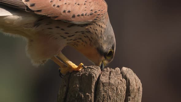 Close up view of male European kestrel bird peeling off a mice. Slow motion