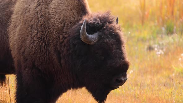 Bison in Yellowstone National Park