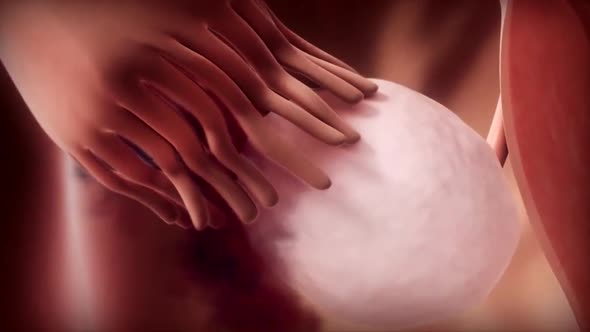 3D Medical Animated Female Reproductive System, Menstrual Cycle