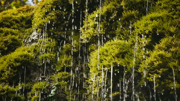 Ecology Nature Environment Background of Clean Spring Waterfall