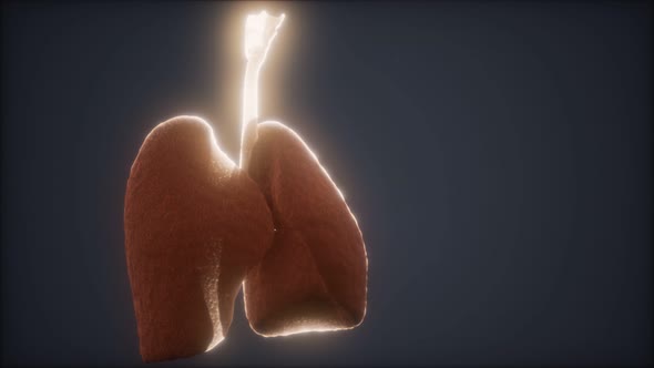 3d Animation of Human Lungs