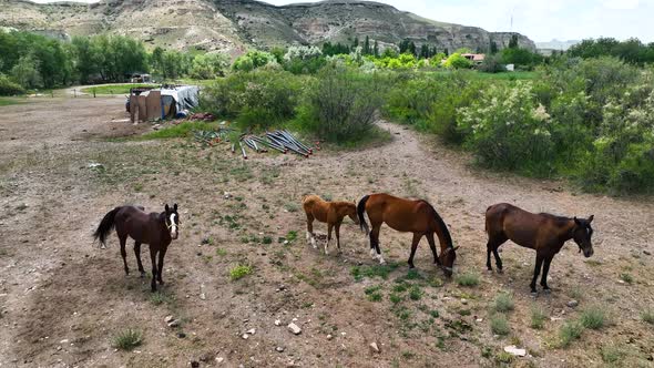 Horse ranch high in the mountains of Cappadocia Aerial view 4 K