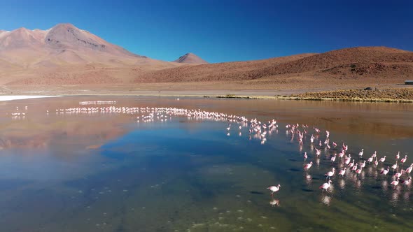 Sunrise View of Laguna De Canapa with Flamingo Bolivia Altiplano
