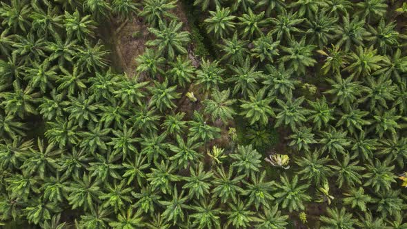 Top down aerial view of a large Palm Oil plantation in Central America