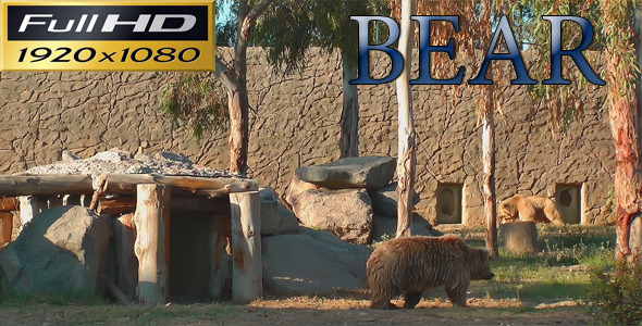 Bear in the Zoo Park - Nature FULL HD