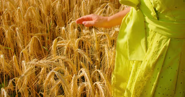 Girl in Field of Wheat and Her Hand Gently Touches the Ears in the Rays of the Setting Sun