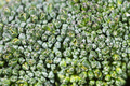 Close up broccoli flower - PhotoDune Item for Sale