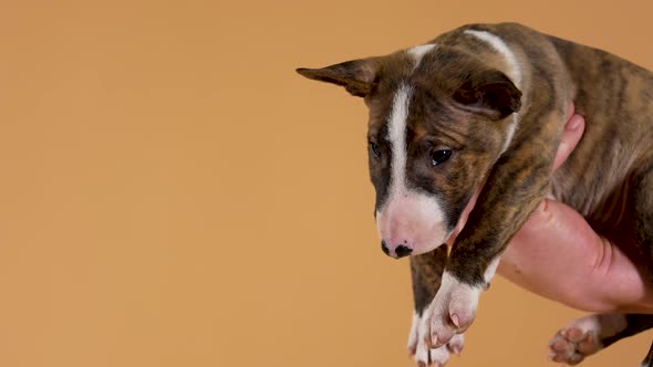 Demonstration of a Cute Thoroughbred Bull Terrier Puppy