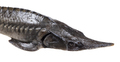 head of fresh sturgeon fish isolated on white - PhotoDune Item for Sale