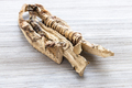dried Sweet flag (calamus) roots on wooden table - PhotoDune Item for Sale