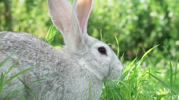 Cute Fluffy Little Bunny on a Green Meadow in Sunny Sunny Weather Closeup