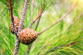 Cones on pine branch in the forest - PhotoDune Item for Sale
