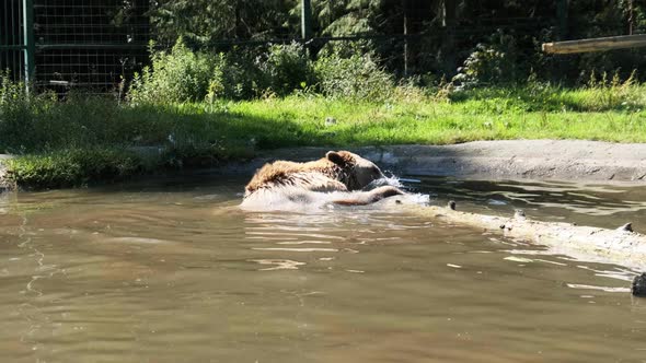 Brown Bear Plays in the Pond in the Reserve and Funny Swimming in the Water