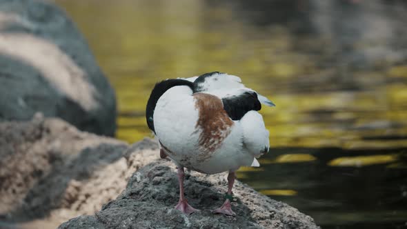 Common Shelduck Preening On Rock. Flowing Estuary In Blurry Background, close up, selective focus