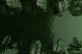 Jungle background, Top view of tropical leaves on green water backdrop. 3d render - PhotoDune Item for Sale