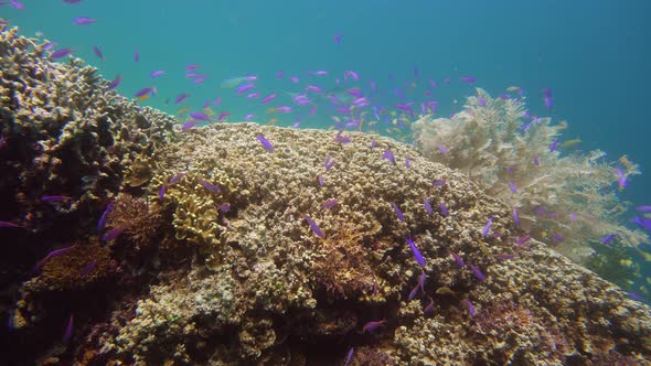 Coral Reef and Tropical Fish. Camiguin, Philippines