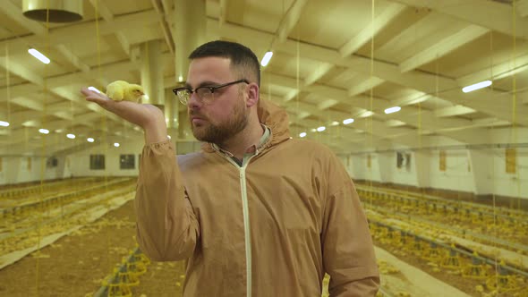 The Farmer Looking and Checking the Little Chicken on Poultry Farm