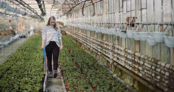 Female Gardener Examining Plants at Greenhouse