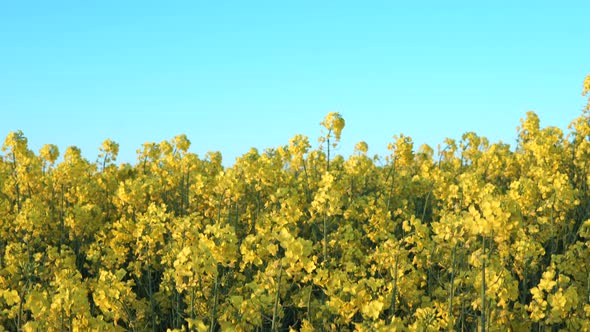 Top down close up rapeseed field on blue sky background