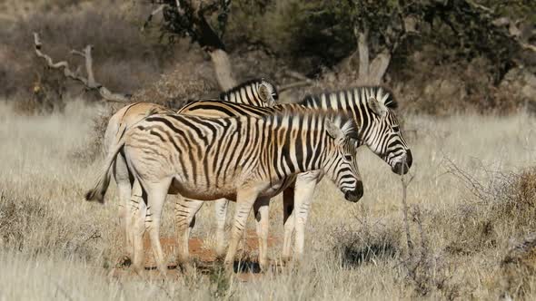 Plains Zebras In Natural Habitat