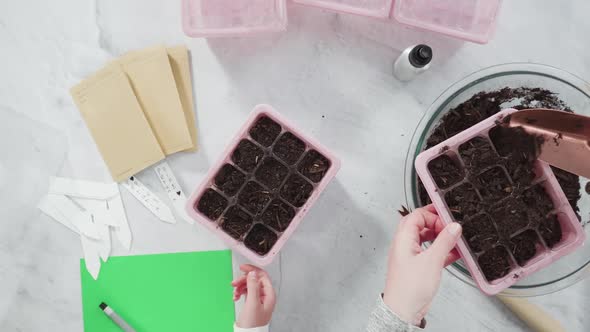 Flat lay. Planting seeds in seed propagator with soil.