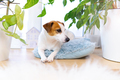 Dog Jack Russell Terrier lying on blue fluffy pillow among houseplants. - PhotoDune Item for Sale